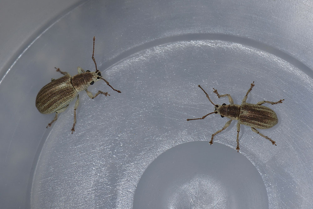 Pseudomyllocerus invreae - (Curculionidae)